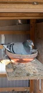 Doffer postduif te koop nu beschikbaar, Dieren en Toebehoren, Vogels | Duiven, Postduif