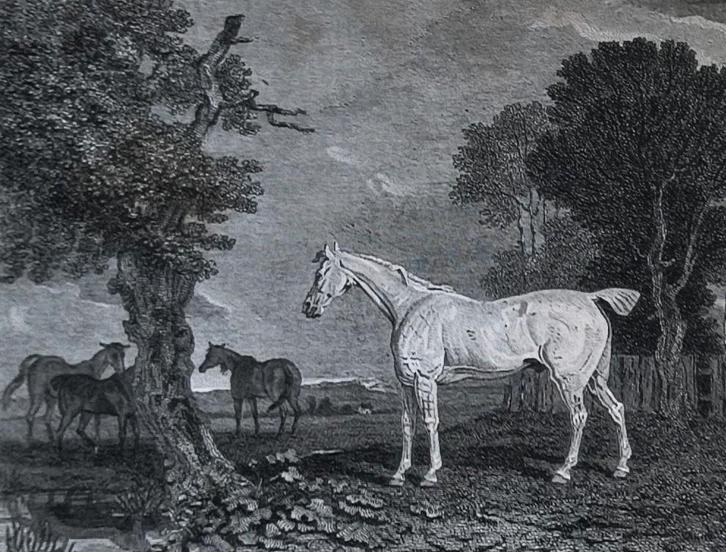 Turned out for Life - Squire (rijpaarden), Antiek en Kunst, Kunst | Etsen en Gravures, Ophalen of Verzenden