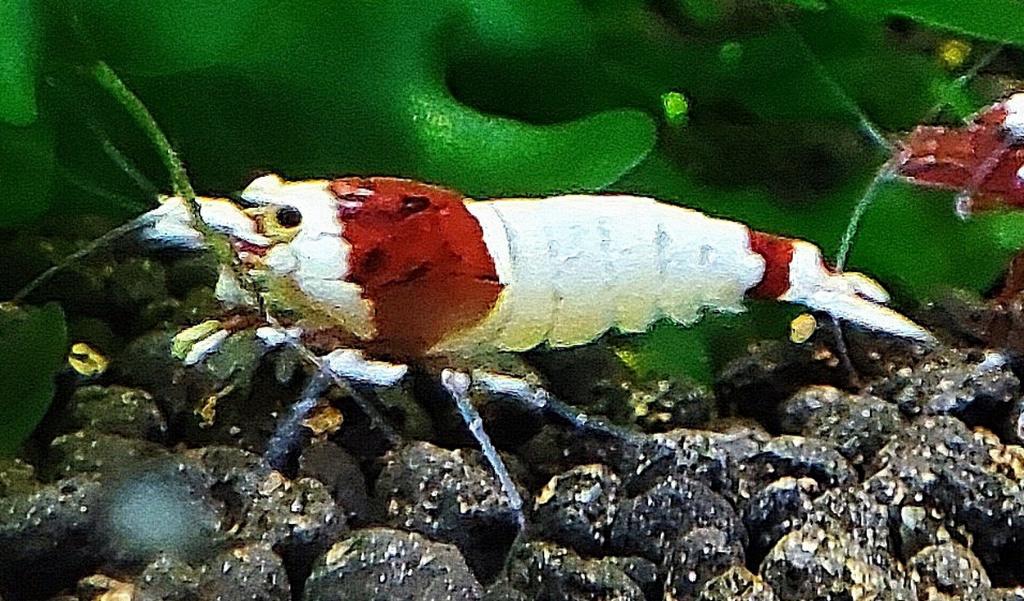 Crystal Red Pure Red Line garnalen, Animaux & Accessoires, Poissons | Poissons d'aquarium, Poisson d'eau douce, Homard, Crabe ou Crevette