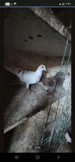 Duiven te koop, Dieren en Toebehoren