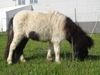 Shetlandpony's zoeken nieuwe thuis, Dieren en Toebehoren, Pony's, Met stamboom, Niet van toepassing, 0 tot 2 jaar, A pony (tot 1.17m)