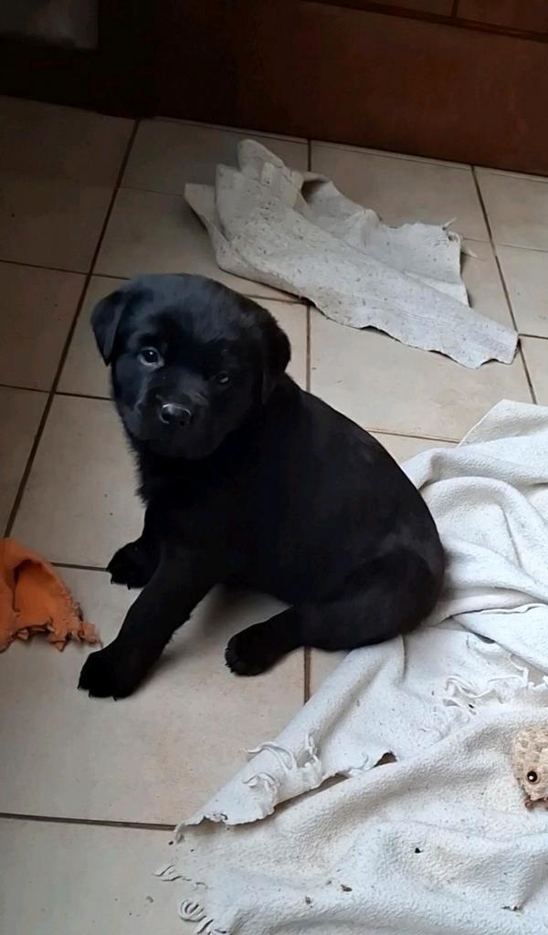 Mignons chiots retriever noirs à la ferme, parents présents, Animaux & Accessoires, Chiens | Retrievers, Épagneuls & Chiens d'eau