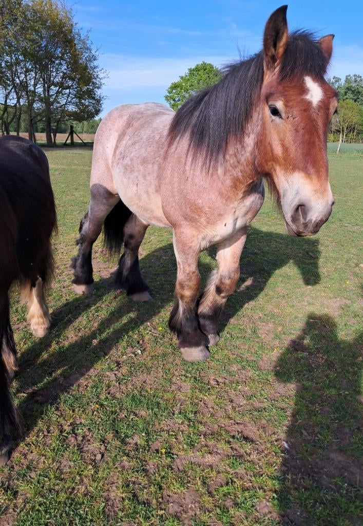 Prachtig, braaf trekpaard, Dieren en Toebehoren