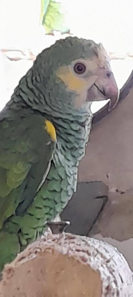 Amazone barbadensis, Dieren en Toebehoren, Vogels | Parkieten en Papegaaien