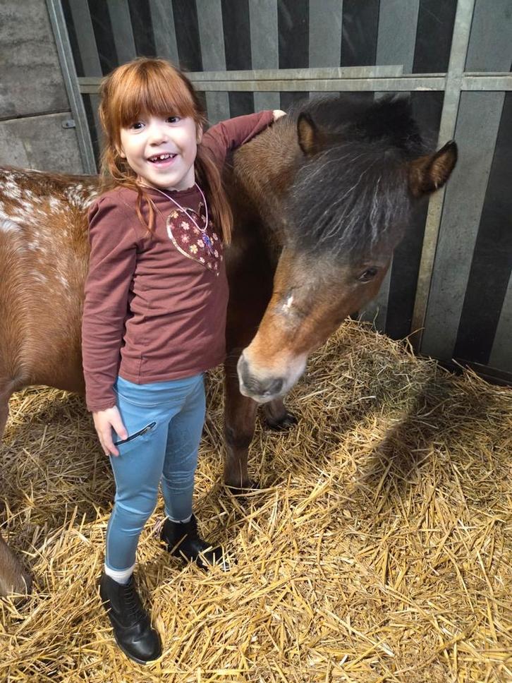GEZOCHT, Dieren en Toebehoren, Paarden en Pony's | Overige Paardenspullen, Gebruikt, Overige soorten, Ophalen