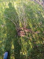 Kruisbes/knoeselen-struikje , net uitgestoken, Ophalen