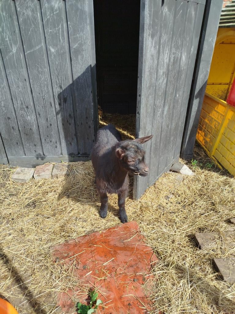 Hoornloos bokje, Dieren en Toebehoren