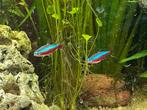 2 gezonde neon tetras, Poisson, Poisson d'eau douce, Banc de poissons
