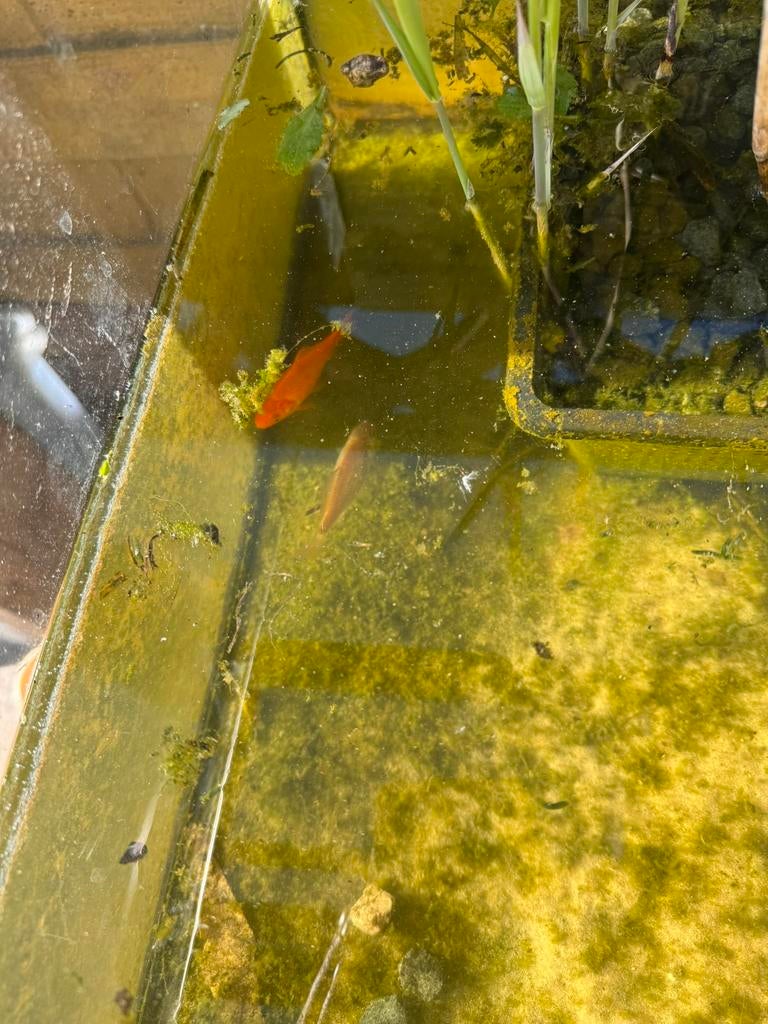 Goudvis, Dieren en Toebehoren, Goudvis(sen)