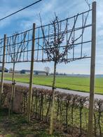 Groene beuk op stam, Ophalen