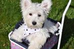 West highland white terrier pup, Dieren en Toebehoren, Honden | Jack Russells en Terriërs, 15 weken tot 1 jaar, Overige rassen