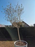 Olijfboom winterhard, Tuin en Terras, Planten | Bomen, Ophalen, Olijfboom