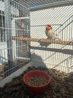 Major putter man, Ophalen of Verzenden