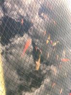 20-tal gezonde goudvissen 10-15 cm van eigen kweek te koop, Poisson(s) rouge(s)