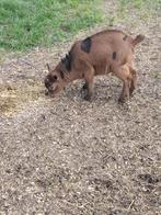Maanvlekbokje, Dieren en Toebehoren, Mannelijk, Geit, 0 tot 2 jaar