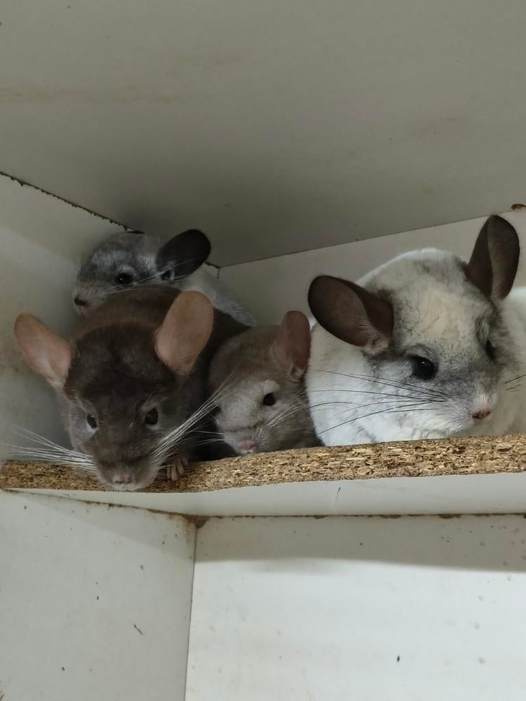 Hele lieve handtamme baby chinchilla's, Animaux & Accessoires, Rongeurs, Chinchilla, Février, Domestique, Plusieurs animaux