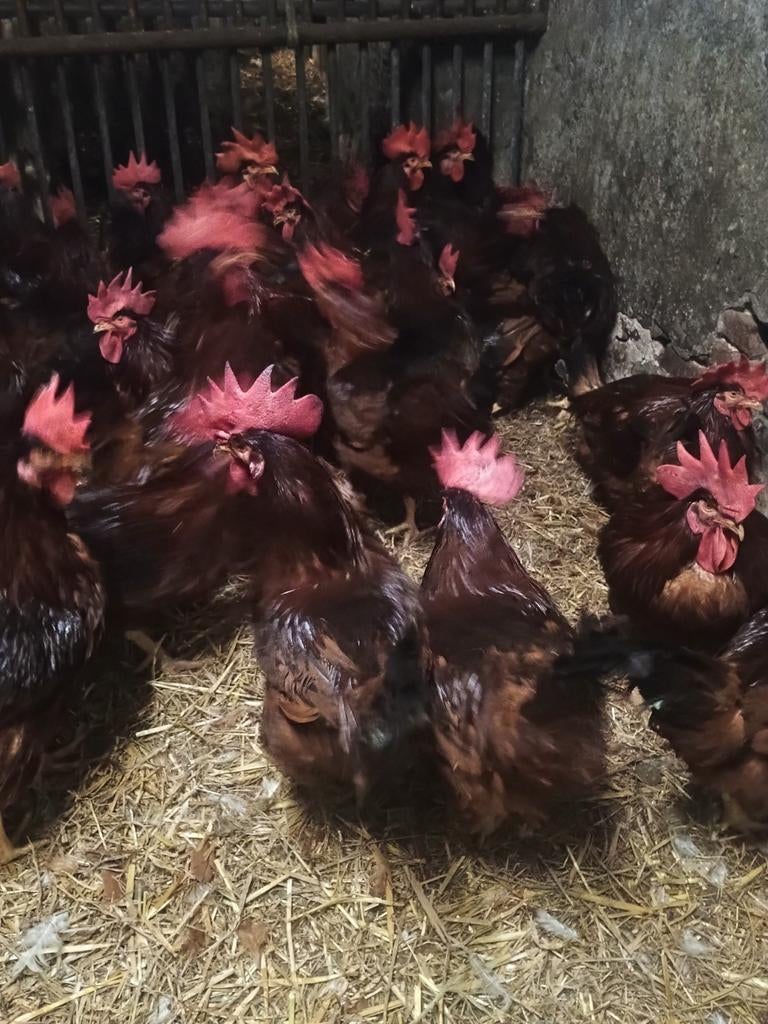 Super promo! Hanen 10+1 gratis