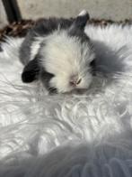 Minilopjes, Animaux & Accessoires, Lapins, Plusieurs animaux, Petit, Oreilles tombantes
