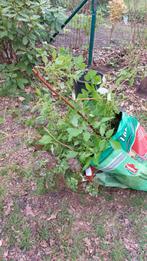 Gratis frambozenplanten, Tuin en Terras, Ophalen