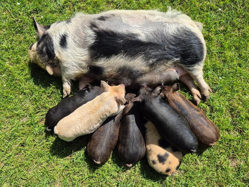 Kunekune varkentjes, Animaux & Accessoires, Moutons, Chèvres & Cochons, Plusieurs animaux, Porcs, 0 à 2 ans
