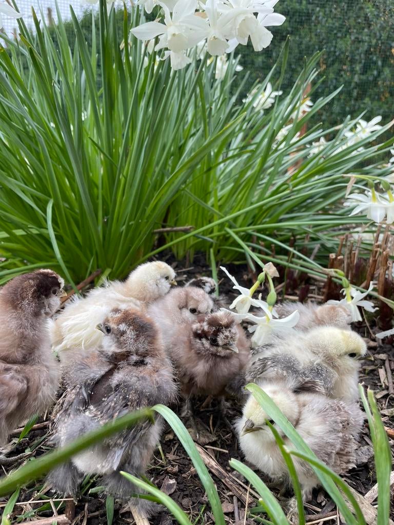 100% raszuivere USA zijdehoen broedeieren, Dieren en Toebehoren, Pluimvee