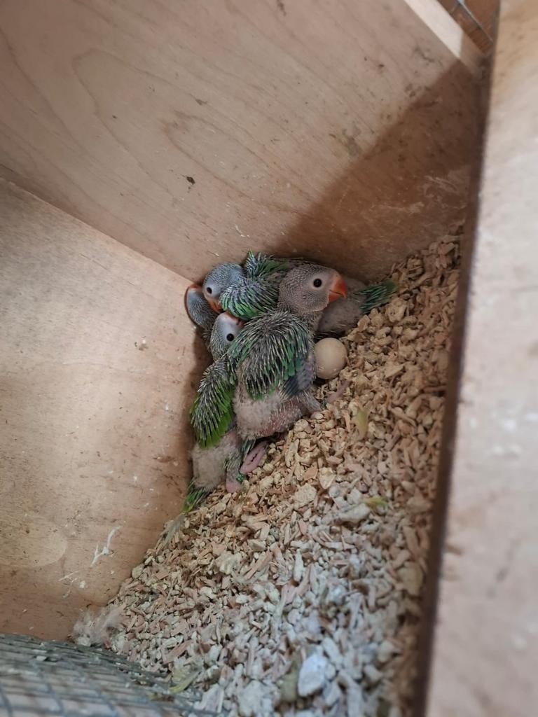 Halsbandparkieten, Bagué