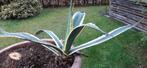 Agave, Tuin en Terras, Ophalen, Vaste plant, Overige soorten