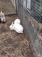 2 prachtige kleine kleurswergjes, Dieren en Toebehoren, Konijnen