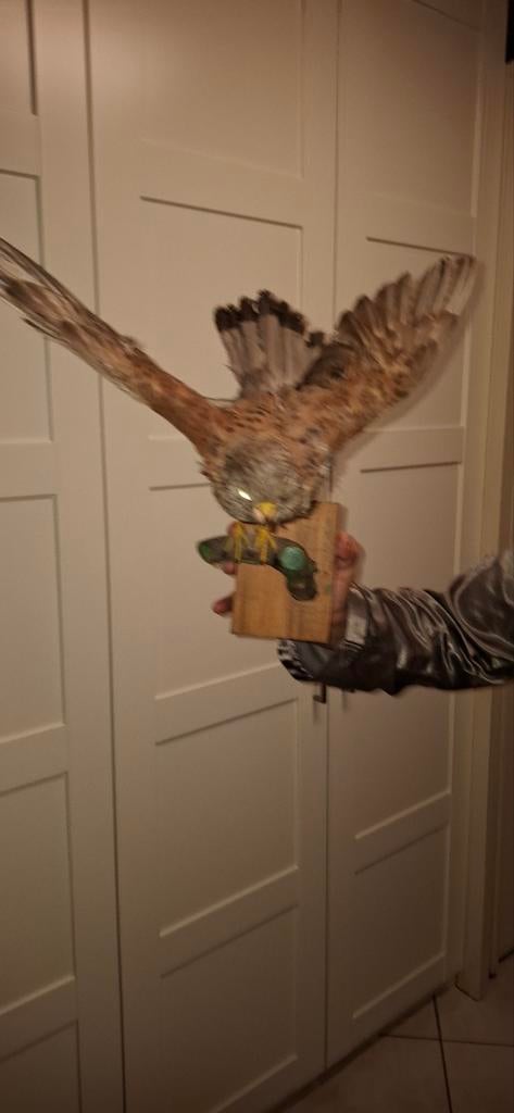 OPGEZETTE VOGEL doe een aanvaardbaar bod, Verzamelen, Ophalen, Vogel