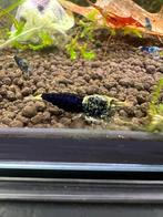 Crevettes Caridina d'un bleu océan : jeunes et actives !, Animaux & Accessoires, Homard, Crabe ou Crevette, Poisson d'eau douce