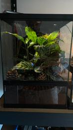 Terrarium met diy background, Enlèvement, Neuf