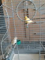 Mooie koppel kanaries (15€ per stuk), Dieren en Toebehoren, Vogels | Parkieten en Papegaaien