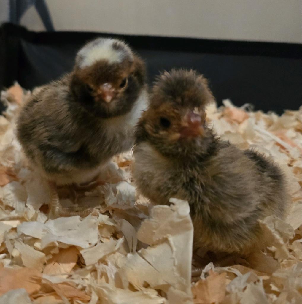 Padua kuikentjes, Dieren en Toebehoren, Geslacht onbekend