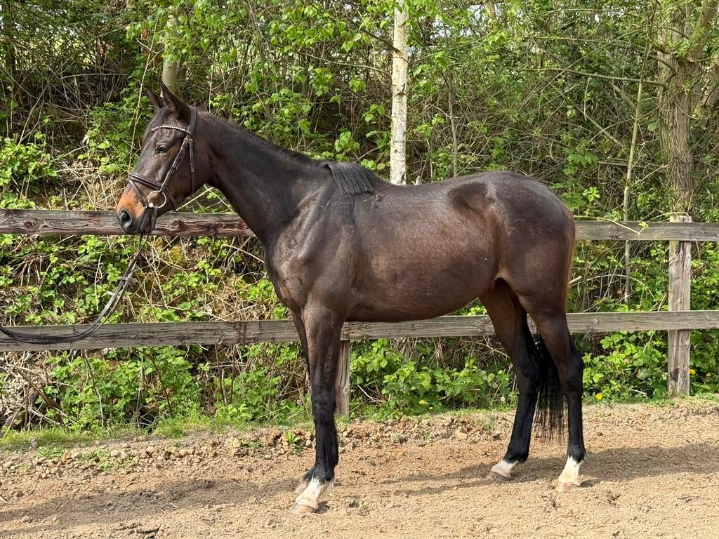 Super lieve 3 jarige E pony, Débourré, Moins de 160 cm, Avec pedigree, Cheval de récréation
