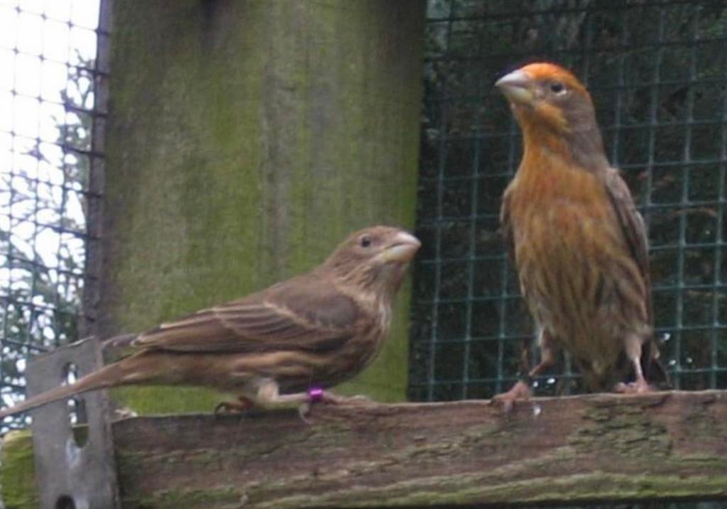 Mexicaanse roodmussen, Femelle, Oiseau tropical
