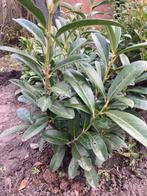 Laurier planten, Tuin en Terras, Ophalen, Laurier