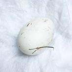 Ganzen eieren gezocht, Gans of Zwaan