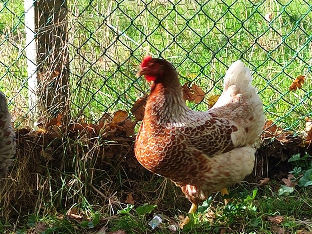 Barnevelder splash hennen te koop. 2 stuks. Zeldzaam