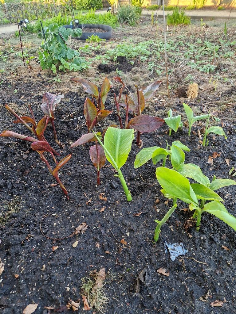 Canna Teurckheimii & Canna musafolia rubrum, Volle zon, Vaste plant, Zomer, Ophalen