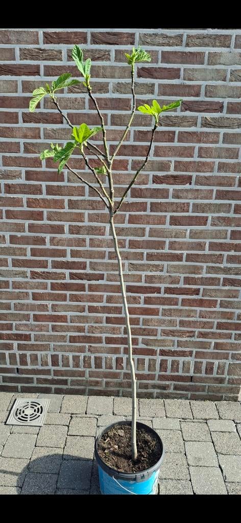 Figuier, Jardin & Terrasse, Plantes | Arbres fruitiers, Enlèvement, Figuier