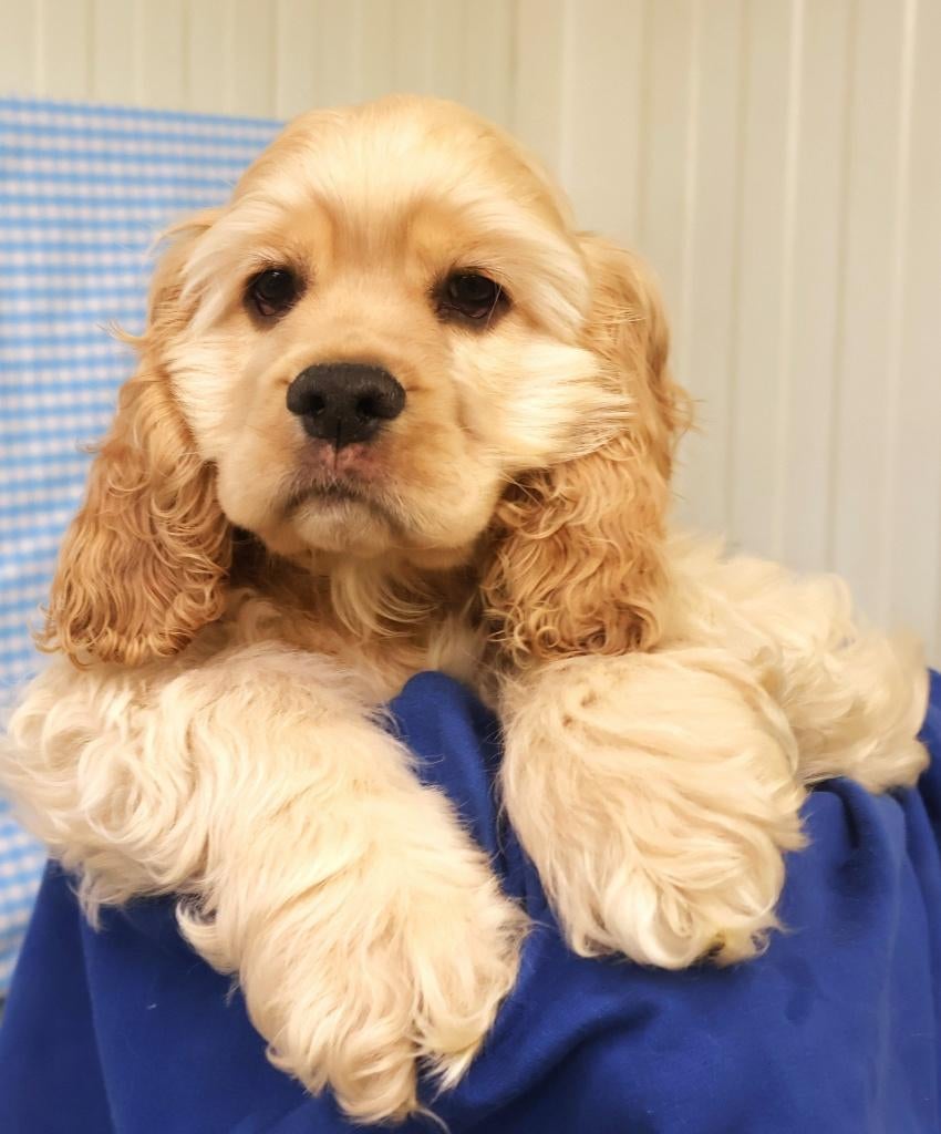 Super leuke Amerikaan Cocker pup!!, Dieren en Toebehoren, 15 weken tot 1 jaar, Reu, Buitenland, Parvo