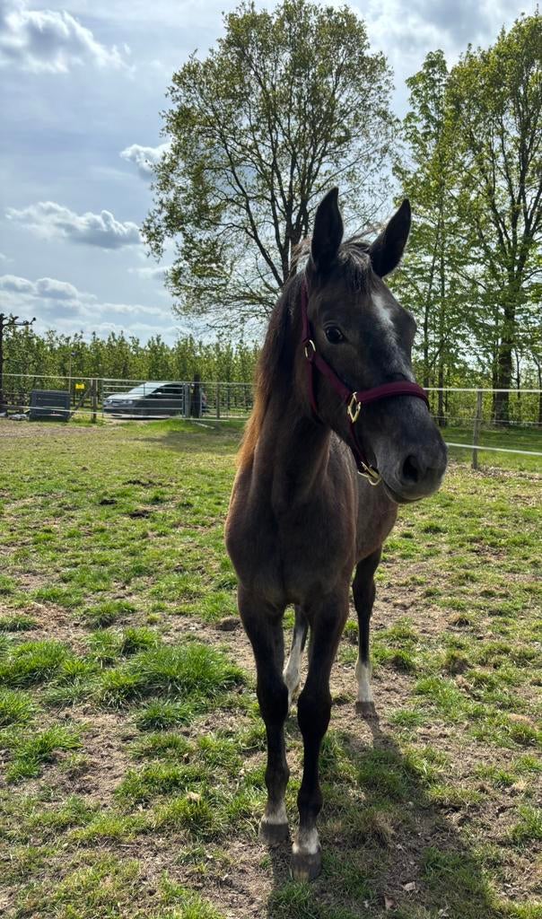 Jaarling merrie, 165 à 170 cm, 0 à 2 ans, Avec pedigree, Jument