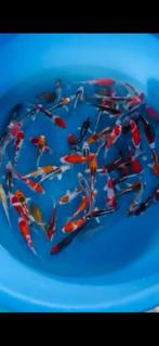 Deze tosai komen deze week binnen, Dieren en Toebehoren, Karper of Koi