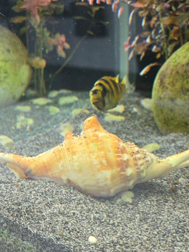 haplochromis latifasciatus