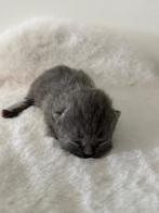 Britse korthaar, Plusieurs animaux, Vermifugé, 0 à 2 ans