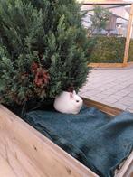 Dwergkonijntje ..... Kleurdwerg., Petit