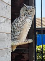 Siberische oehoe, Dieren en Toebehoren, Meerdere dieren, Roofvogel, Geringd