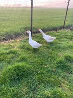 GRATIS koppel ganzen, Animaux & Accessoires, Volatiles, Oie ou Cygne