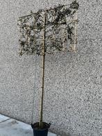 Steeneik leibomen Groenblijvend 15 stuks, Tuin en Terras, Planten | Bomen, Ophalen, Leiboom, 250 tot 400 cm