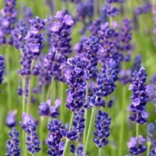 lavendel, Tuin en Terras, Planten | Tuinplanten, Vaste plant, Overige soorten, Volledige schaduw, Zomer, Ophalen